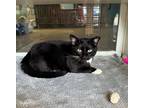 Adopt HENRY a Black & White or Tuxedo Domestic Shorthair / Mixed (short coat)