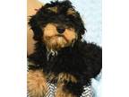 Adopt HERSHEY a Tricolor (Tan/Brown & Black & White) Cockapoo / Mixed dog in