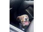 Adopt Chase a Brown/Chocolate - with White Chiweenie / Mixed dog in Greensboro