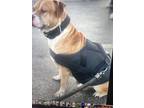 Adopt Broley a Tan/Yellow/Fawn American Pit Bull Terrier / Mixed dog in Middle