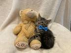 Adopt Grayson a Brown Tabby Domestic Shorthair (short coat) cat in Metairie