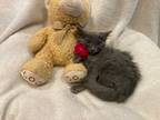 Adopt Giselle a Gray or Blue Russian Blue (long coat) cat in Metairie