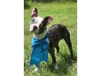 Adopt Jesse a Merle Boston Terrier / Mixed dog in Jesup, GA (41541494)