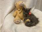 Adopt Gabriella a Gray or Blue Russian Blue (long coat) cat in Metairie