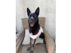 Adopt Brandy a Black - with Tan, Yellow or Fawn German Shepherd Dog / German
