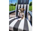 Adopt Raquel a Boxer / Mixed dog in new london, WI (41500352)