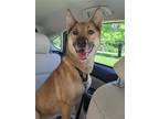 Adopt Erris a Red/Golden/Orange/Chestnut - with Black German Shepherd Dog /