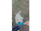 Adopt Daisy a White Pit Bull Terrier / Blue Heeler / Mixed dog in Evart