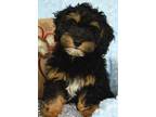 Adopt TOBY a Tricolor (Tan/Brown & Black & White) Cockapoo / Mixed dog in