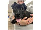Adopt V a Black - with White Mixed Breed (Medium) / Mixed dog in South Amboy