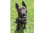 Adopt Binnie Minnie a American Pit Bull Terrier / Shepherd (Unknown Type) /