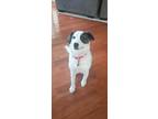 Adopt Bailey Bean a White - with Black Australian Shepherd / Mixed dog in