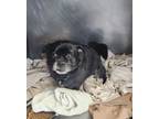 Adopt Chubby a Pug / Mixed dog in Cleveland, TN (41536467)