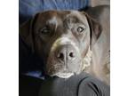 Adopt Luna a Brown/Chocolate - with White Mutt / Mixed dog in Guthrie