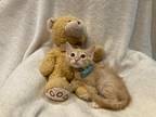 Adopt Griffin a Orange or Red Tabby Domestic Longhair (long coat) cat in