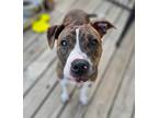 Adopt Mama Ginger a Terrier (Unknown Type, Small) / Mixed Breed (Medium) / Mixed