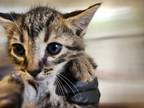 Adopt Julian a Brown Tabby Domestic Shorthair / Mixed Breed (Medium) / Mixed