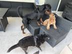 Adopt Chase a Black Rottweiler / Mixed dog in Sunrise, FL (41541476)
