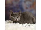 Adopt Henley a Domestic Shorthair / Mixed (short coat) cat in Newberg