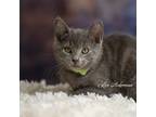 Adopt Arnold a Domestic Shorthair / Mixed (short coat) cat in Newberg