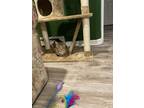 Adopt Frey a Brown Tabby Tabby / Mixed (short coat) cat in Warrington