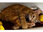 Adopt Chrysanthemum a Domestic Shorthair / Mixed (short coat) cat in Tiffin