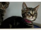 Adopt Drucilla a Domestic Shorthair / Mixed (short coat) cat in Tiffin