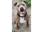 Adopt Chapo a American Pit Bull Terrier / Mixed dog in Tiffin, OH (41513416)