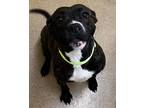 Adopt Stella a American Pit Bull Terrier / Mixed dog in Tiffin, OH (41513414)