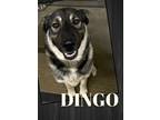 Adopt Dingo a Norwegian Elkhound / Mixed Breed (Medium) / Mixed dog in Lagrange