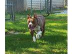Adopt Peanut a American Pit Bull Terrier / Mixed Breed (Medium) / Mixed dog in