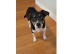 Adopt Brooklyn a Jack Russell Terrier / Mixed dog in St Augustine, FL (41531851)