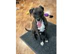 Adopt Diesel a Labrador Retriever / American Pit Bull Terrier / Mixed dog in