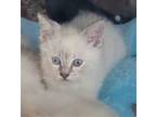 Adopt Mayo a Cream or Ivory Siamese / Mixed cat in San Antonio, TX (41499117)