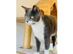Adopt Silko a American Shorthair / Mixed (short coat) cat in San Diego