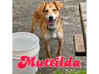Adopt Muttilda a Carolina Dog / Golden Retriever / Mixed dog in Hillsboro