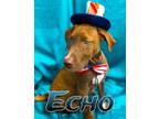 Adopt Echo a Mixed Breed (Medium) / American Pit Bull Terrier / Mixed dog in