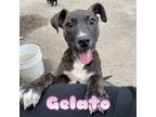 Adopt Gelato a American Pit Bull Terrier / Mixed Breed (Medium) / Mixed dog in
