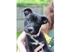 Adopt Baby Sage a Black - with White American Pit Bull Terrier / Mixed dog in