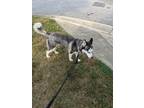 Adopt Aria a Black - with Gray or Silver Husky / Mixed dog in Raleigh