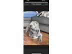 Adopt Oreo a Gray/Blue/Silver/Salt & Pepper Shar Pei / Sheltie