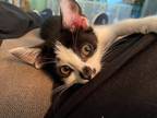 Adopt Sugar Plum24 a Domestic Shorthair / Mixed (short coat) cat in Youngsville