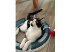 Adopt Storm Chaser24 a Domestic Shorthair / Mixed (short coat) cat in