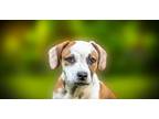 Adopt Popeye a Terrier (Unknown Type, Small) / Mixed dog in Kettering