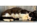 Adopt Riso a Domestic Shorthair / Mixed (short coat) cat in Wauchula