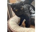 Adopt Midnight a Domestic Shorthair / Mixed (short coat) cat in Wauchula