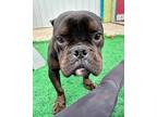 Adopt Batman a American Staffordshire Terrier / Mixed dog in Warren