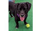 Adopt Angus a Labrador Retriever / Dachshund / Mixed dog in Warren
