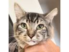 Adopt Carlos 2 a Maine Coon / Mixed (long coat) cat in New Braunfels