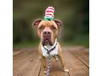 Adopt Sam a American Pit Bull Terrier / Mixed dog in Sebastian, FL (41489505)